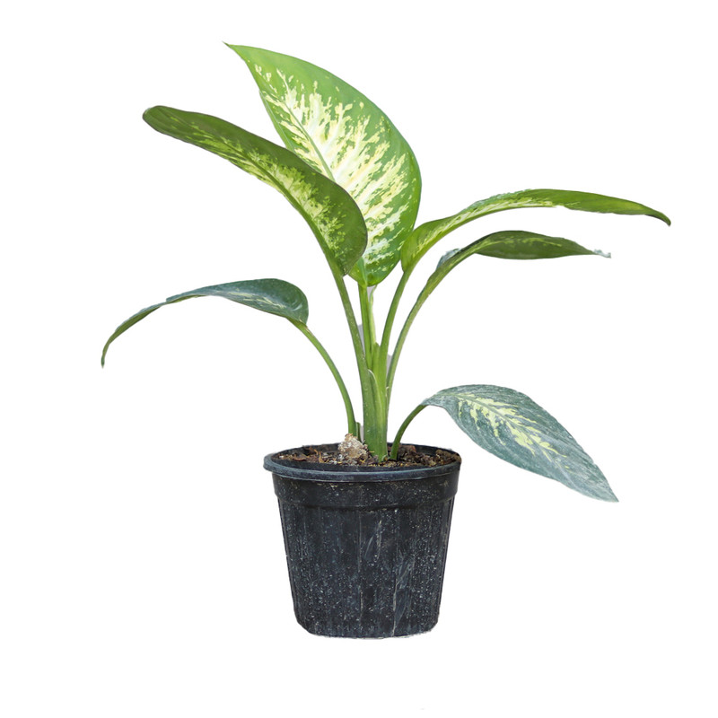 گیاه طبیعی دیفن باخیا کد 01 گیاه طبیعی دیفن باخیا کد 01