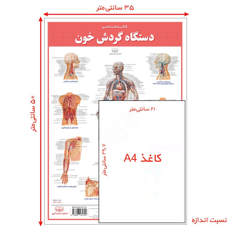 پوستر آموزشی انتشارات اندیشه کهن مدل کالبدشناسی قلب و گردش خون مجموعه 2 عددی