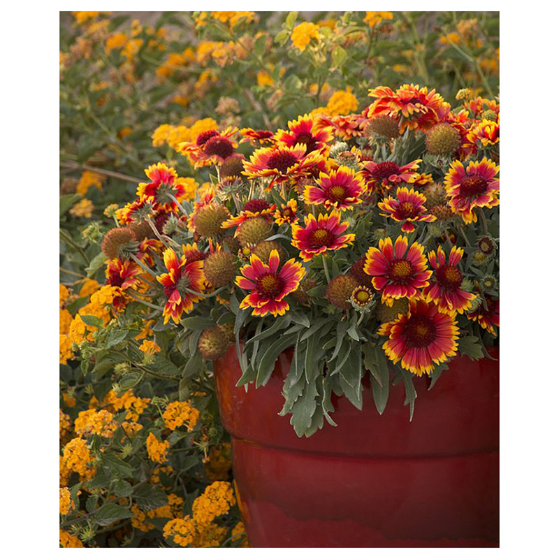 بذر رعنا پاکوتاه الوان آذر سبزینه مدل O1015 بسته 3 عددی بذر رعنا پاکوتاه الوان آذر سبزینه مدل O1015 بسته 3 عددی