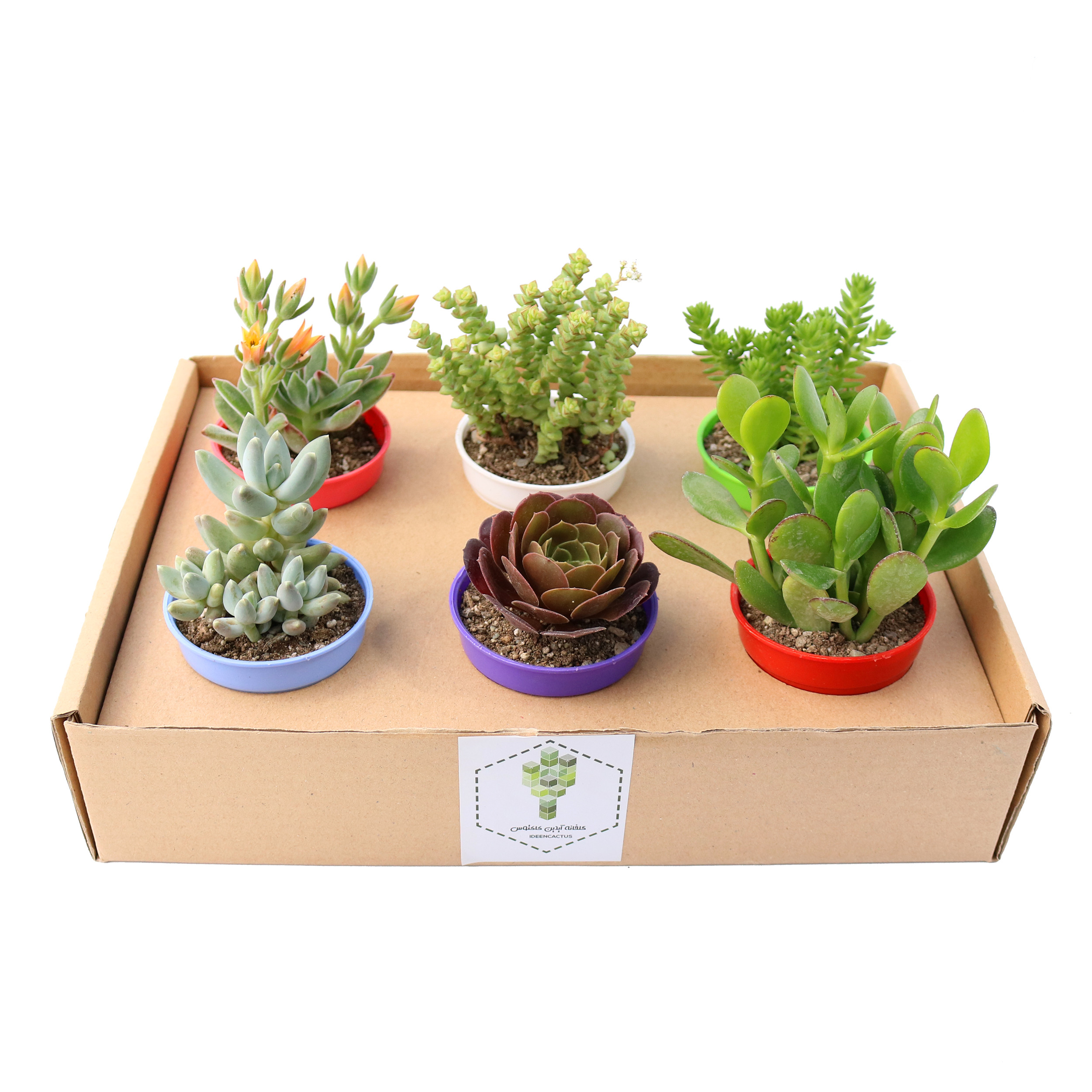گیاه طبیعی ساکولنت آیدین کاکتوس کد CB-035 مجموعه 6 عددی