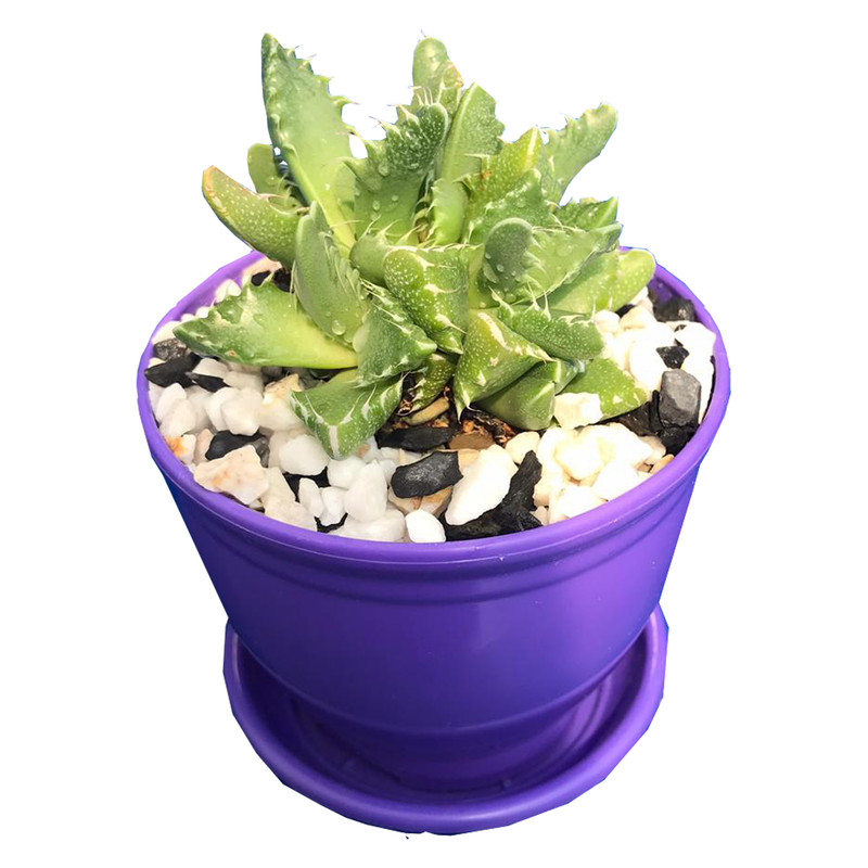 گیاه طبیعی کاکتوس فوکوریا مدل FO-02