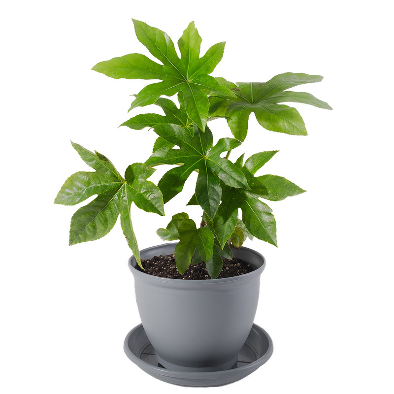 گیاه طبیعی آرالیا مدل P-18