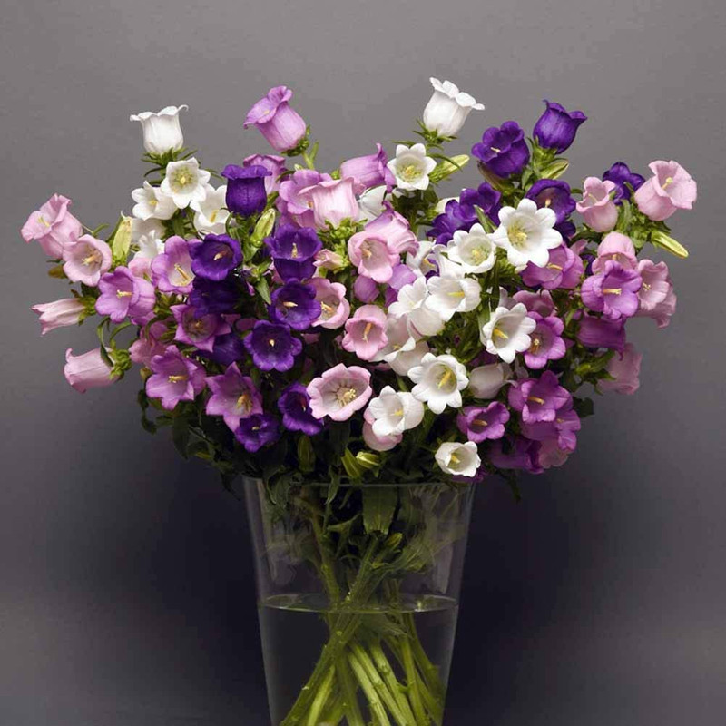 بذر گل استکانی پامتوسط الوان وانیا سید مدل O36