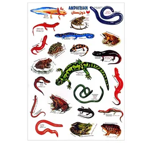 برچسب مدل دوزیستان 3