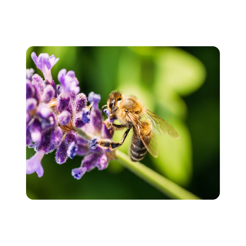 ماوس پد اطلس آبی طرح منظره گل اسطوخودوس مدل T1191