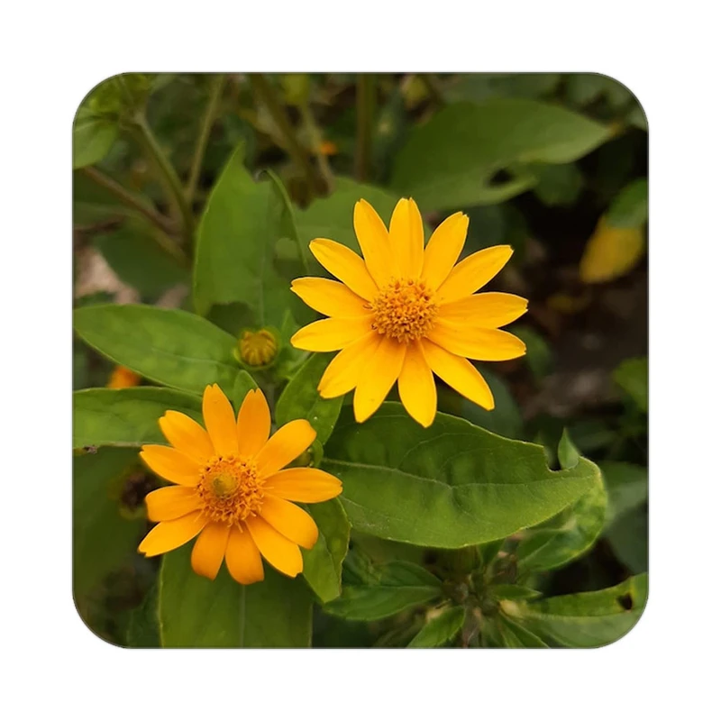 زیر لیوانی کاکتی طرح گل مدل mp18046