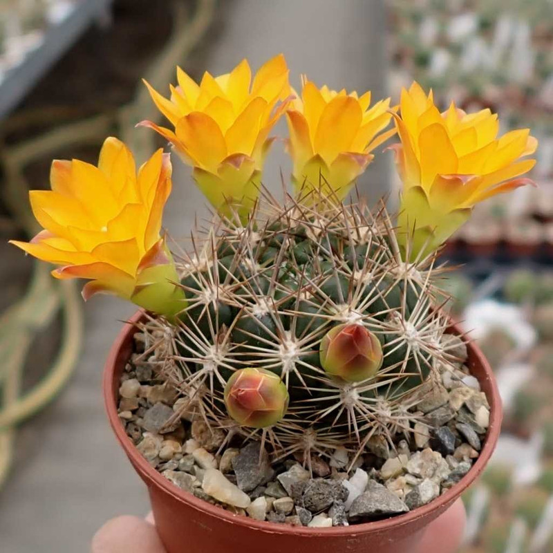 بذر کاکتوس وینگارتیا جی پی سید مدل GP28596 بذر کاکتوس وینگارتیا جی پی سید مدل GP28596