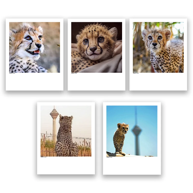 آویز تزیینی عرش مدل یوز پلنگ ایرانی پیروز کد Asa206 مجموعه پنچ عددی 