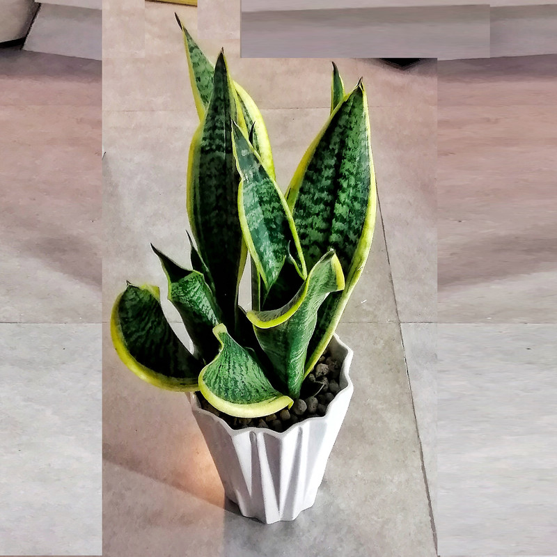 گیاه طبیعی سانسوریا ابلق مدل کرواتی