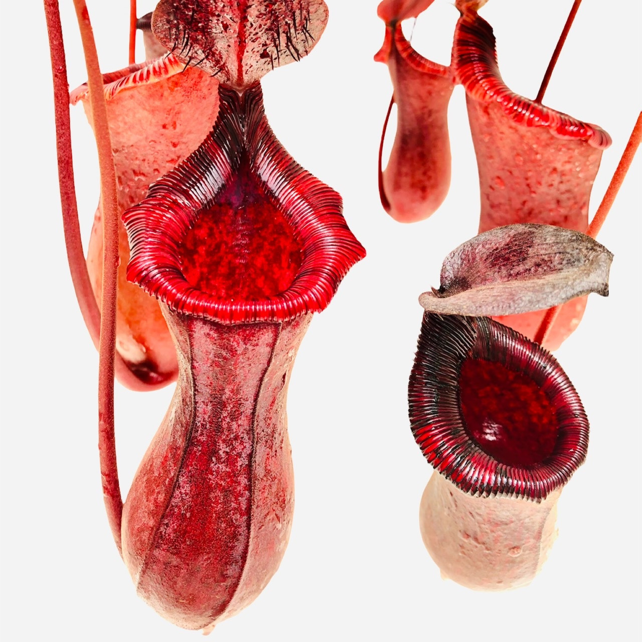کیاه طبیعی گوشتخوار نپنتس مدل Lowii x Ventricosa کیاه طبیعی گوشتخوار نپنتس مدل Lowii x Ventricosa