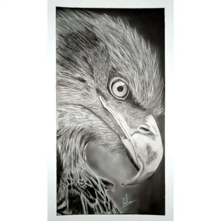 نقاشی سیاه قلم طرح عقاب مقوای فابریانو