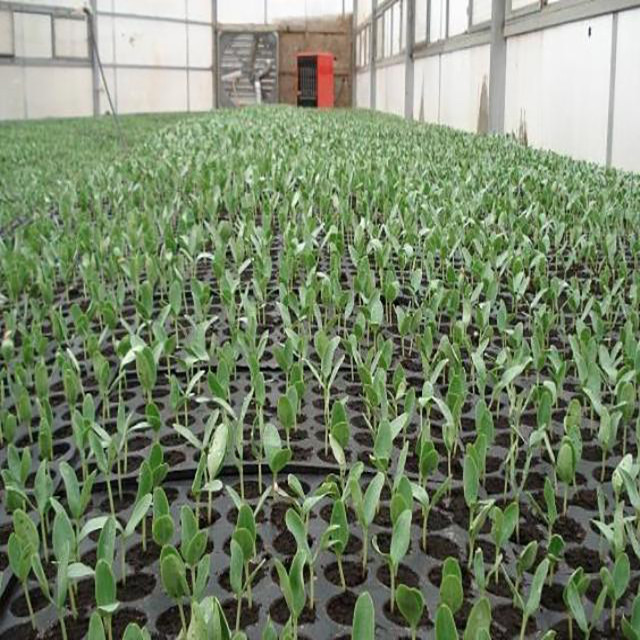 سینی نشا مدل 105 حفره بسته 50 عددی