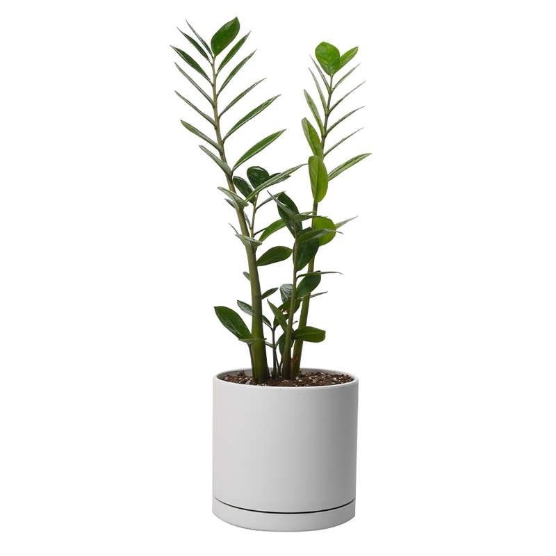 گیاه طبیعی زامیفولیا سبز کد 2201/2201