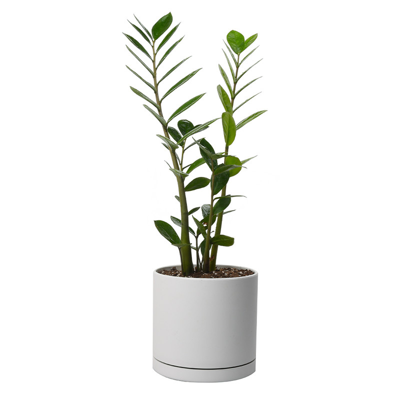 گیاه طبیعی زامیفولیا سبز کد 2201/2201