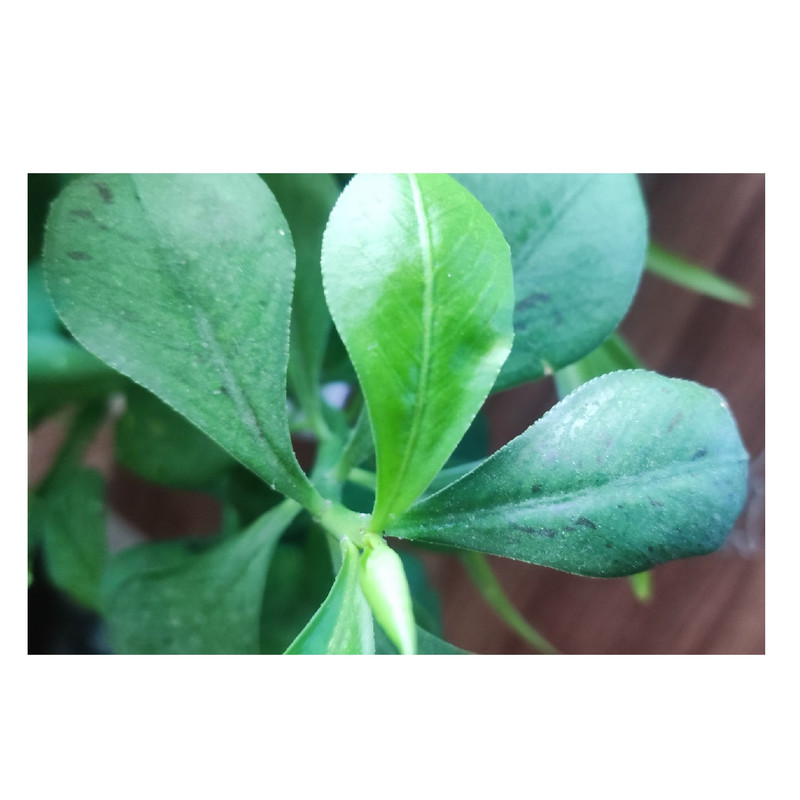 تابلو شاسی بکلیت طرح برگ سبز مدل SH-s0100015