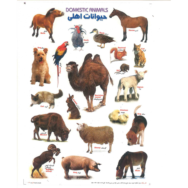 برچسب مدل آموزشی کودک طرح حیوانات اهلی بسته 3 عددی
