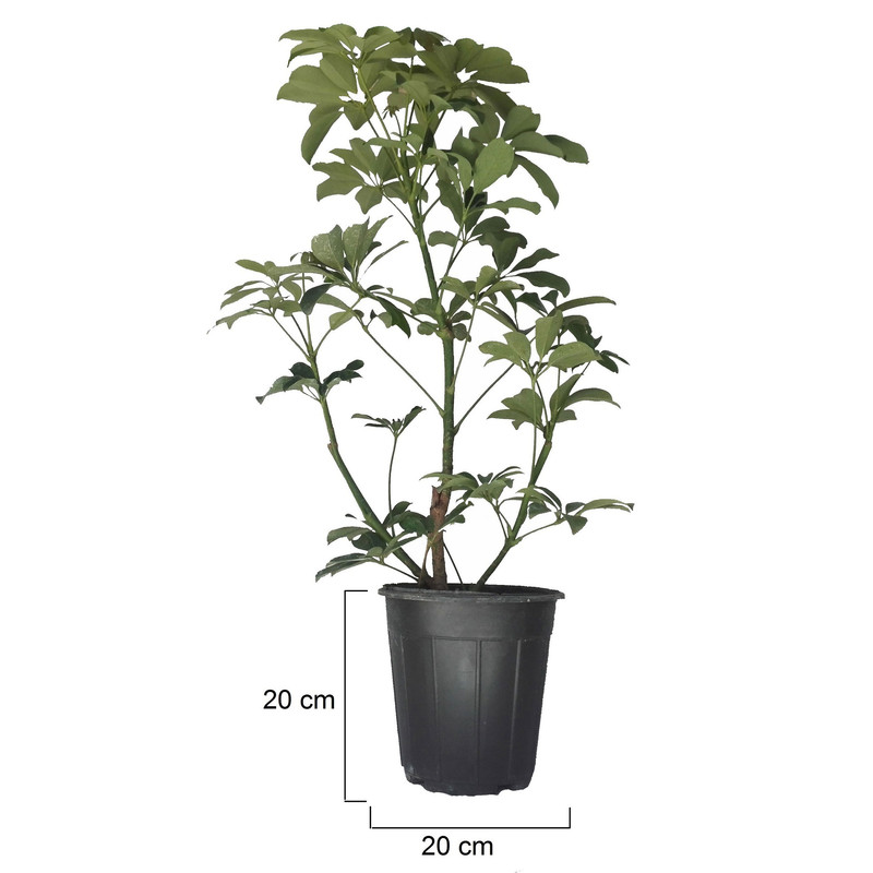 گل طبیعی شفلرا کد 109 گل طبیعی شفلرا کد 109