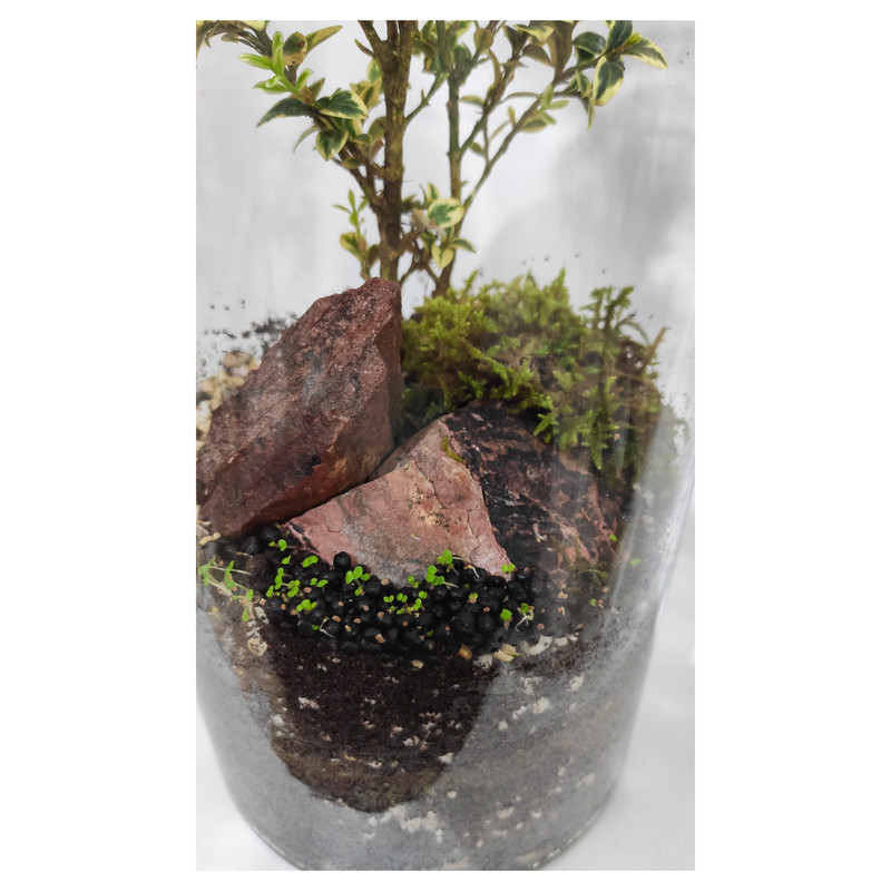 تراریوم گیاه طبیعی کد OST-11