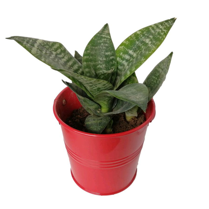 گیاه طبیعی سانسوریا پاکوتاه کد gf12 گیاه طبیعی سانسوریا پاکوتاه کد gf12