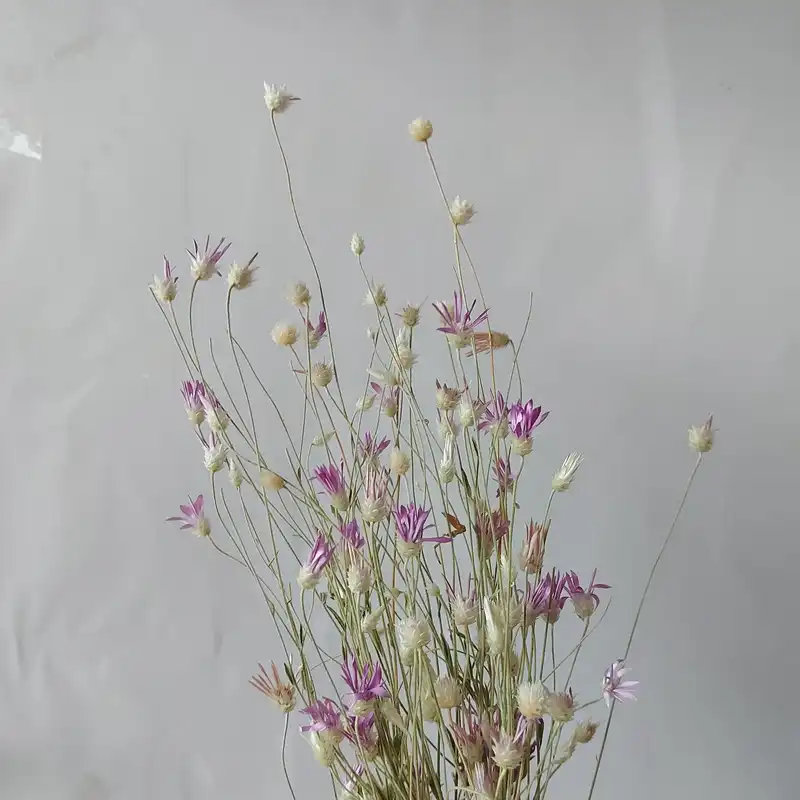 گل خشک مدل ستاره ای