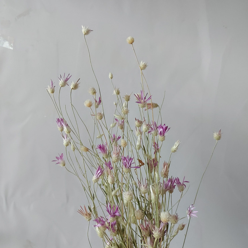 گل خشک مدل ستاره ای