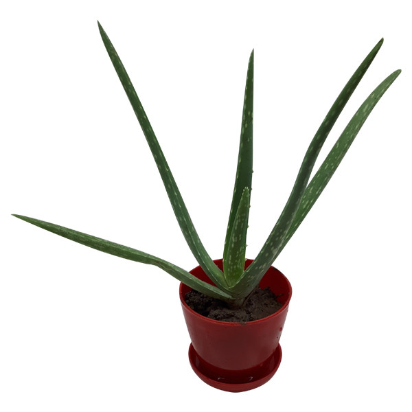 گیاه طبیعی آلوئه ورا کد M02 گیاه طبیعی آلوئه ورا کد M02