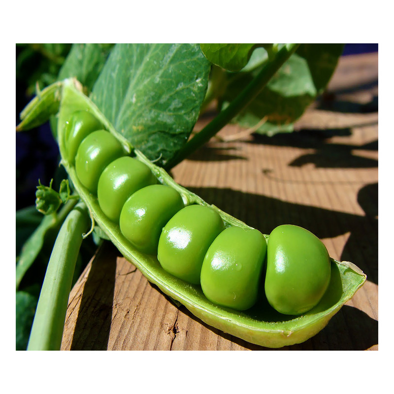 بذر نخود فرنگی گرین فارم کد 008 بسته 3 عددی