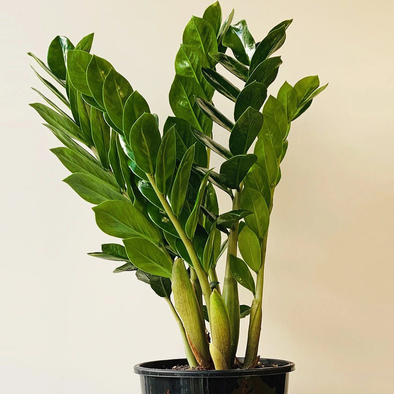 کود زاموفیلیا و سانسوریا مدل فسفر و پتاسیم بالا وزن 50 گرم