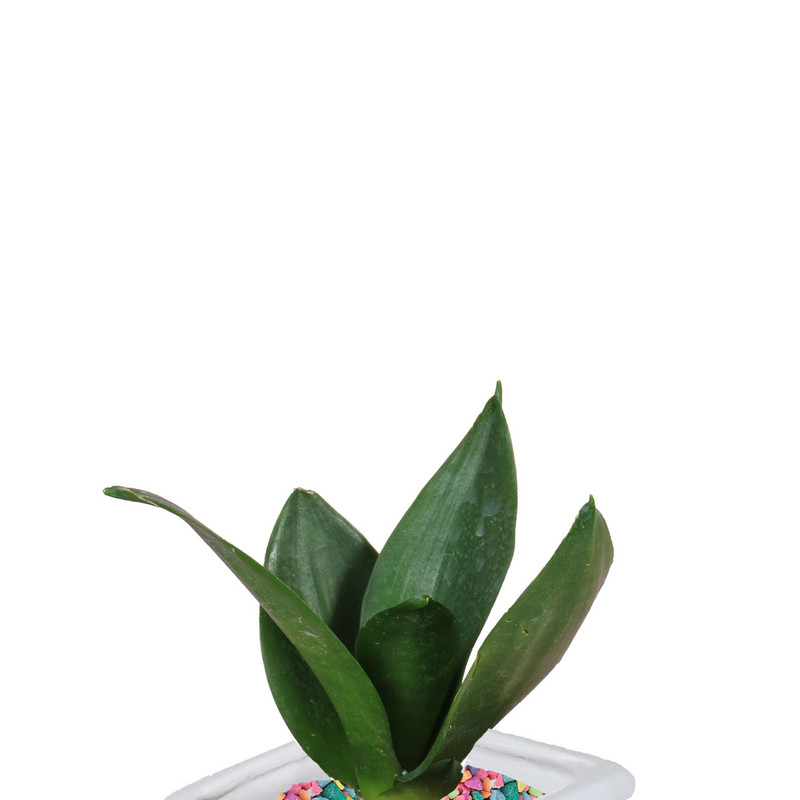 گیاه طبیعی سانسوریا هانیانا بلک کد As-102 گیاه طبیعی سانسوریا هانیانا بلک کد As-102