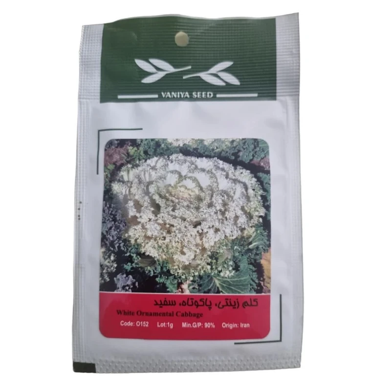 بذر کلم زینتی پاکوتاه سفید وانیا سید مدل BA1519