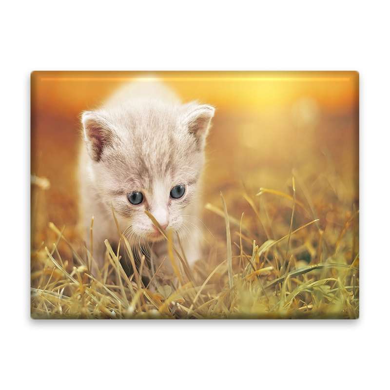 کاشی اطلس آبی طرح گربه مدل T5767