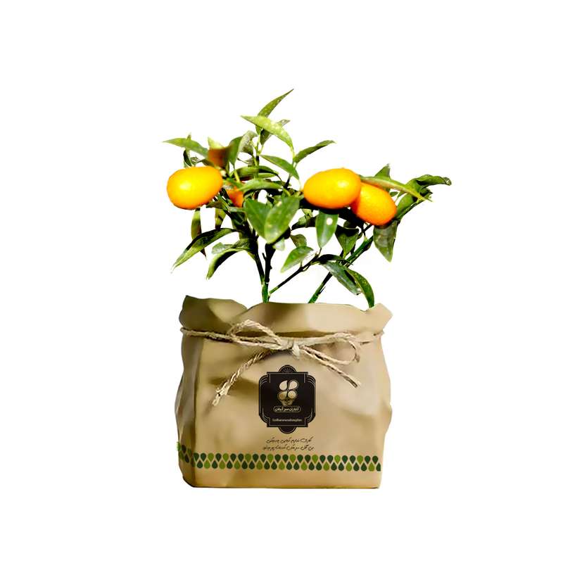 گیاه طبیعی نهال کامکوآت گلباران سبز گیلان مدل GN2-KK6 گیاه طبیعی نهال کامکوآت گلباران سبز گیلان مدل GN2-KK6