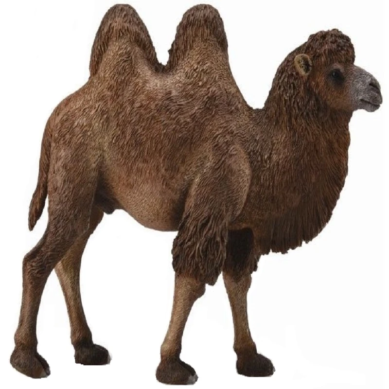 فیگور مدل شتر دوکوهانه