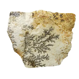 سنگ شجر مدل  فسیلی  کد 120 F 