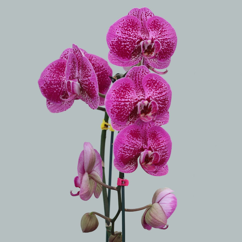 گیاه طبيعي اركيده مدل w2 گیاه طبيعي اركيده مدل w2