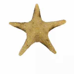 ستاره دریایی تزیینی مدل s4