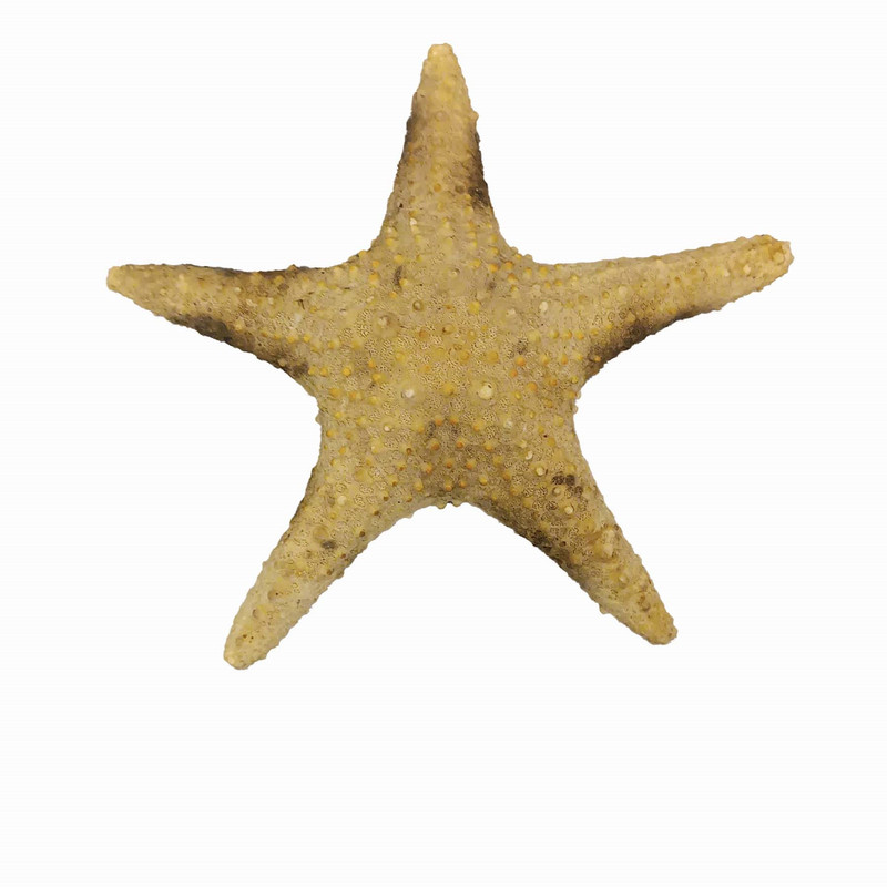 ستاره دریایی تزیینی مدل s4