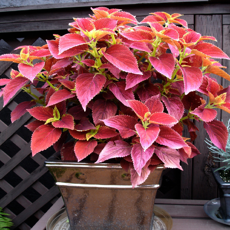 بذر گل حسن یوسف سانست سانیا سید مدل SS57