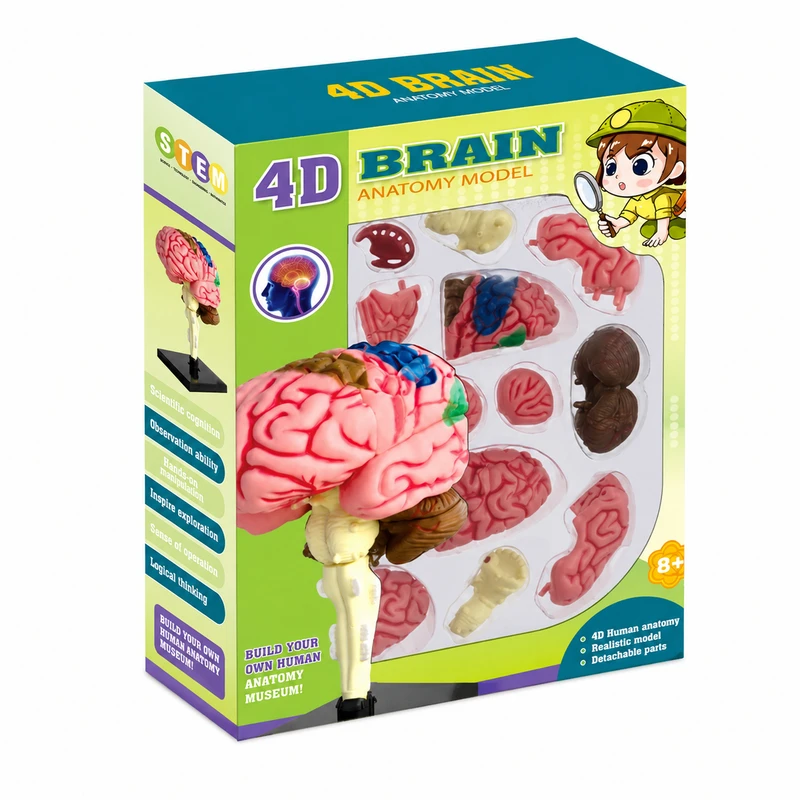 کیت آموزشی مدل ساخت مولاژ سه بعدی مغز کد WPX-019