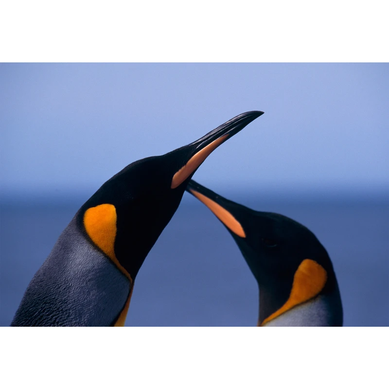 تابلو شاسی طرح پنگوئن و عشق مدل T2068