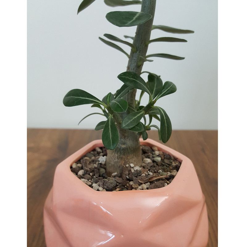 گیاه طبیعی بونسای آدنیوم مدل برگدار