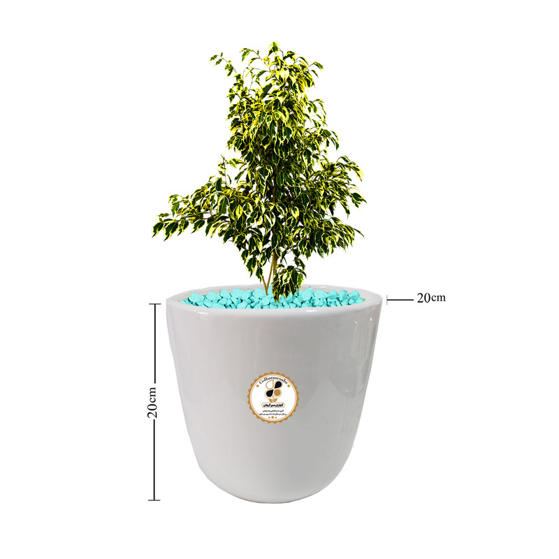 گیاه طبیعی بنجامین ابلق شرکت گلباران سبز گیلان مدل GN13-13M