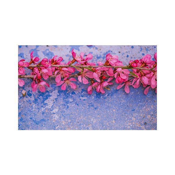 پادری مدل گل و طبیعت کد M35M001-MF0027 سایز 76x46 سانتی متر پادری مدل گل و طبیعت کد M35M001-MF0027 سایز 76x46 سانتی متر