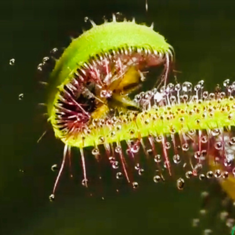 گیاه طبیعی دروزرا کپنسیس مدل Cap09 مجموعه 9 عددی