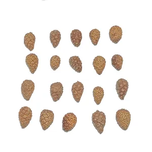 کاج طبیعی بسته 20 عددی