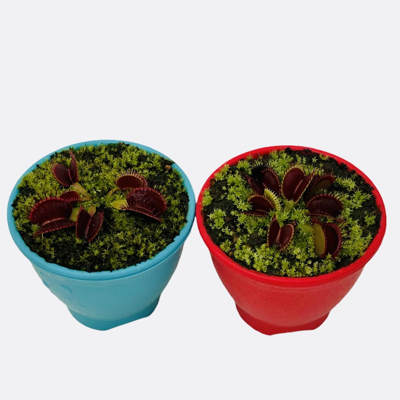 گیاه طبیعی ونوس مدل گوشتخوار  مجموعه 2 عددی