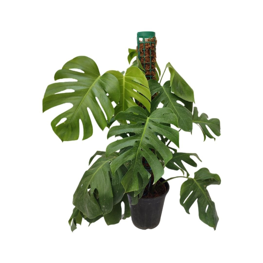 گیاه طبیعی برگ انجیری مدل033 گیاه طبیعی برگ انجیری مدل033