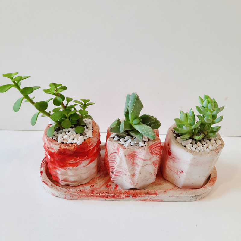 گیاه طبیعی ساکولنت کد 002 مجموعه 3 عددی