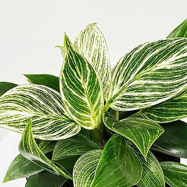 عکس شماره 3 : گل طبیعی فیلودندرون برکین تافکو مدل s1