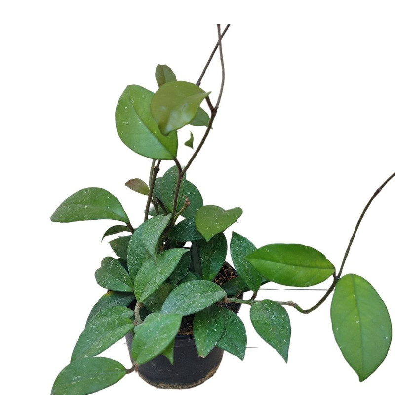 گیاه طبیعی هویا کارنوزا مدل015 گیاه طبیعی هویا کارنوزا مدل015